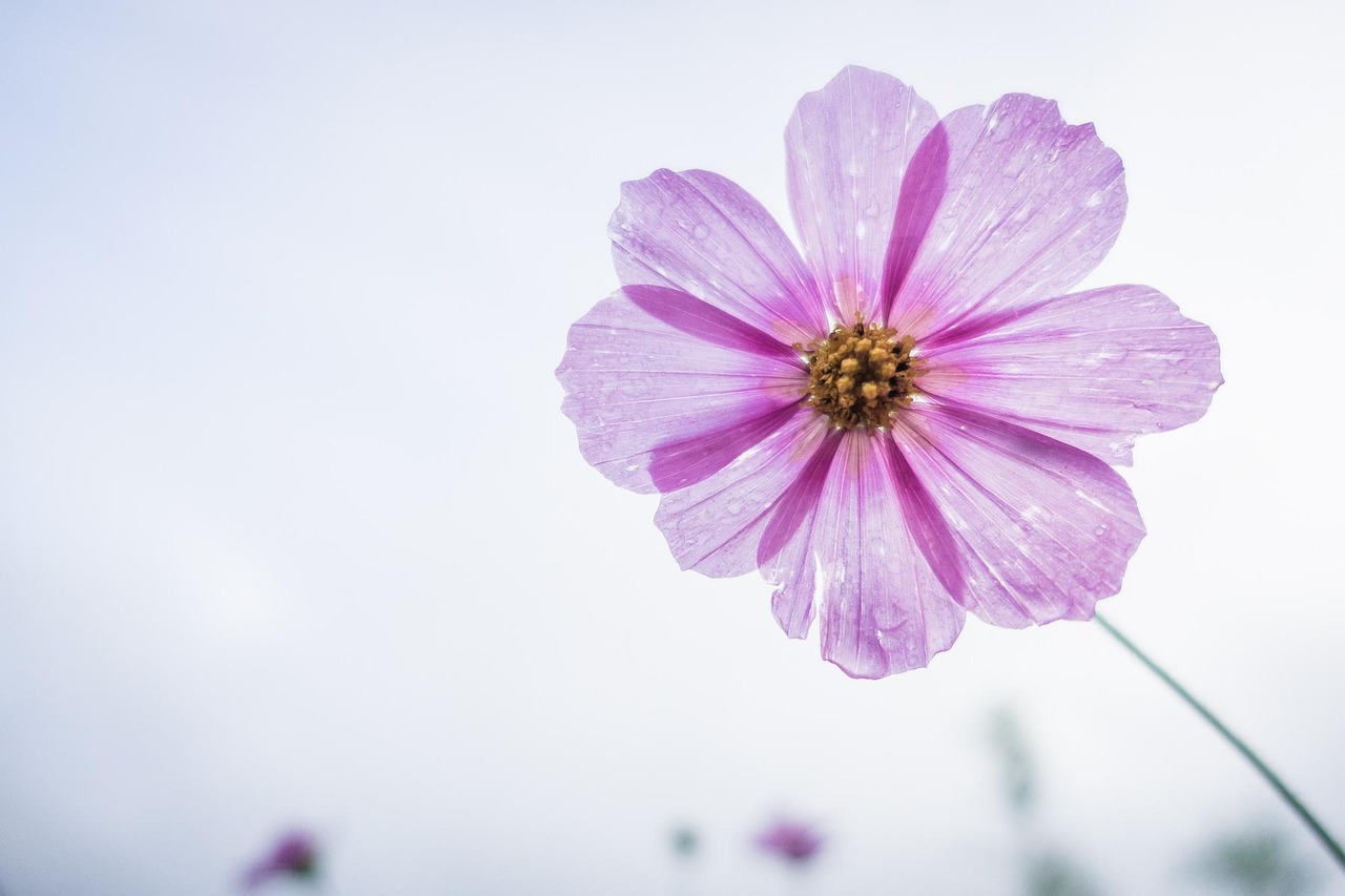 Home cosmos flower, purple, flower wallpaper, flower, petals, bloom, blossom, flora, nature, plant, single flower, flower background, flowering plant, beautiful flowers, close up